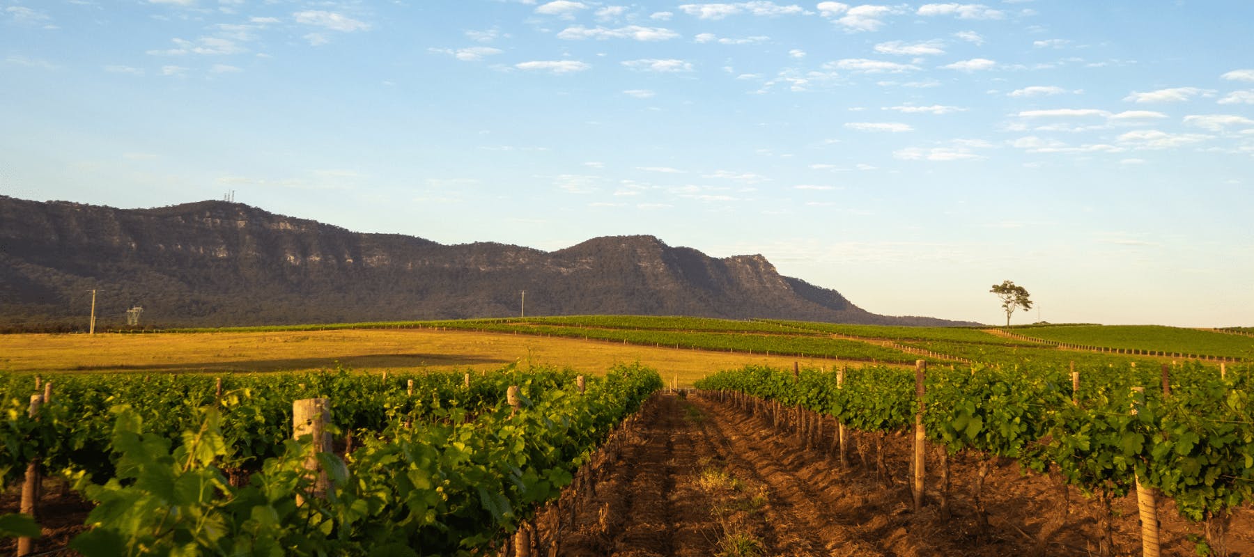 Stock Hunter Valley 1800x800 1 1800x800 c default